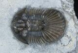 Platyscutellum Trilobite From Morocco #1539-1